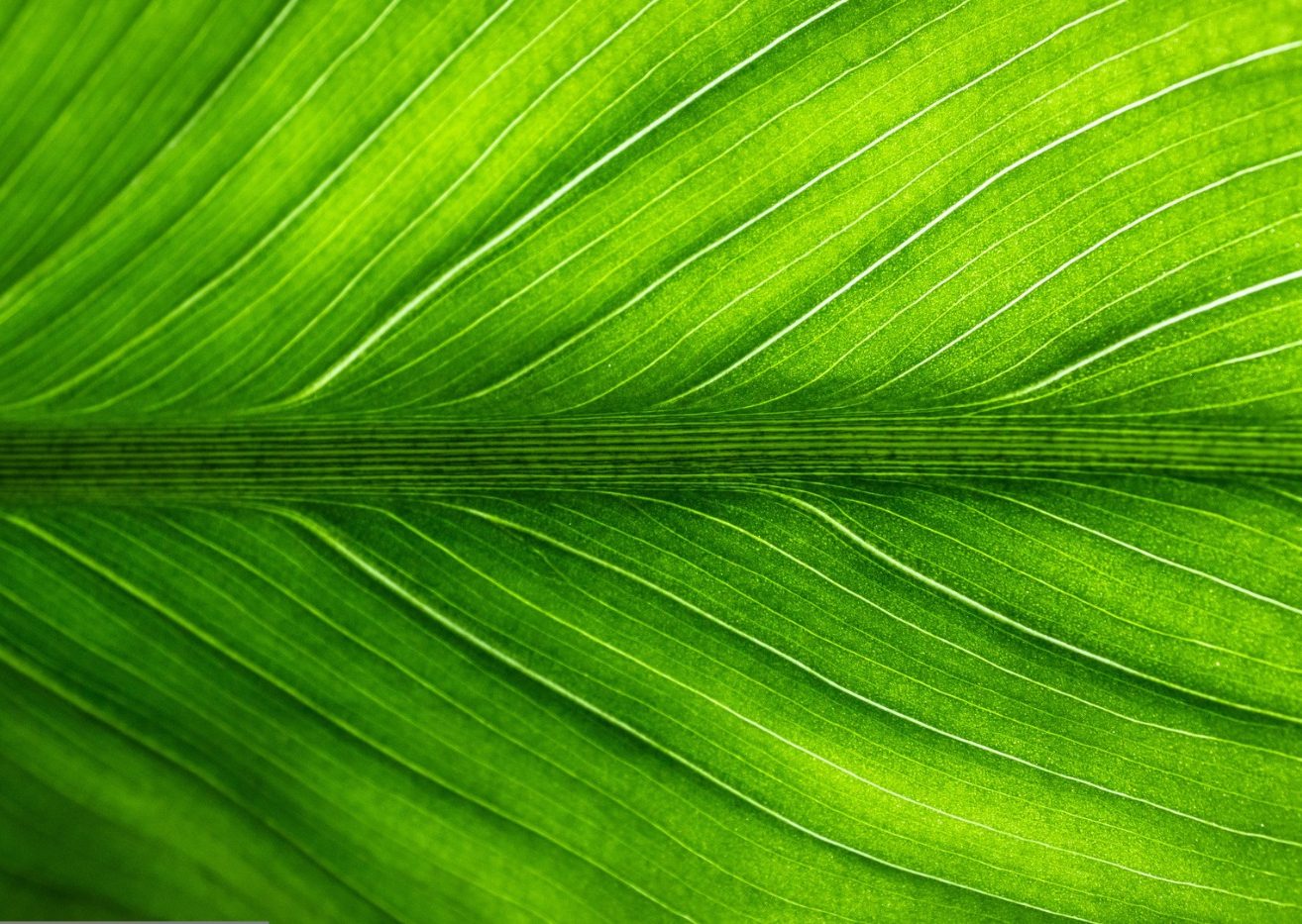 Titelbild Naturheilpraxis Sonnleiten Nahaufnahme eines Blattes.